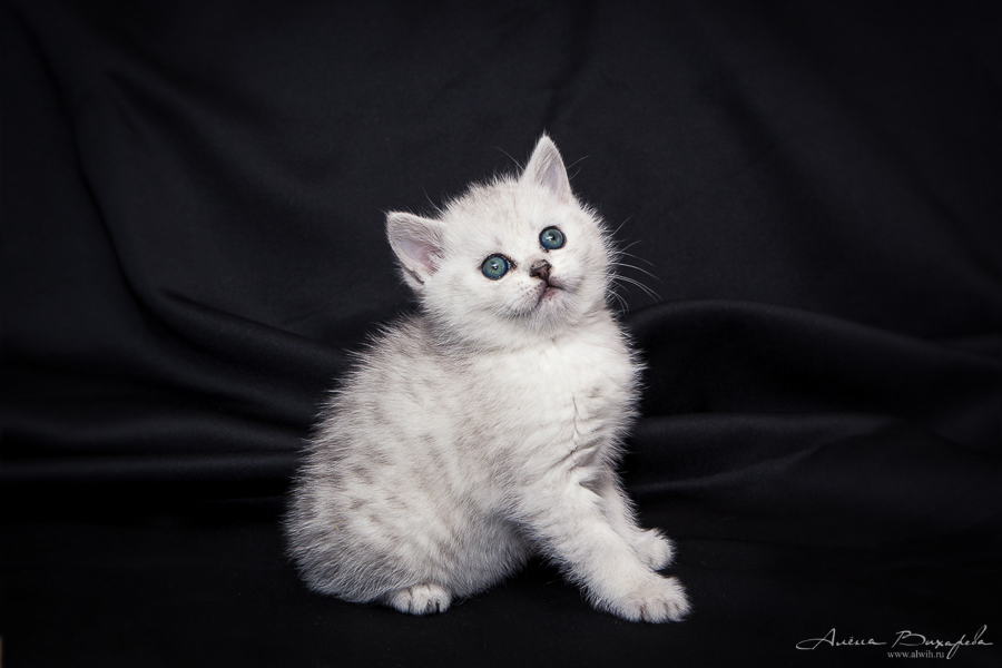 фотографии котят и кошек