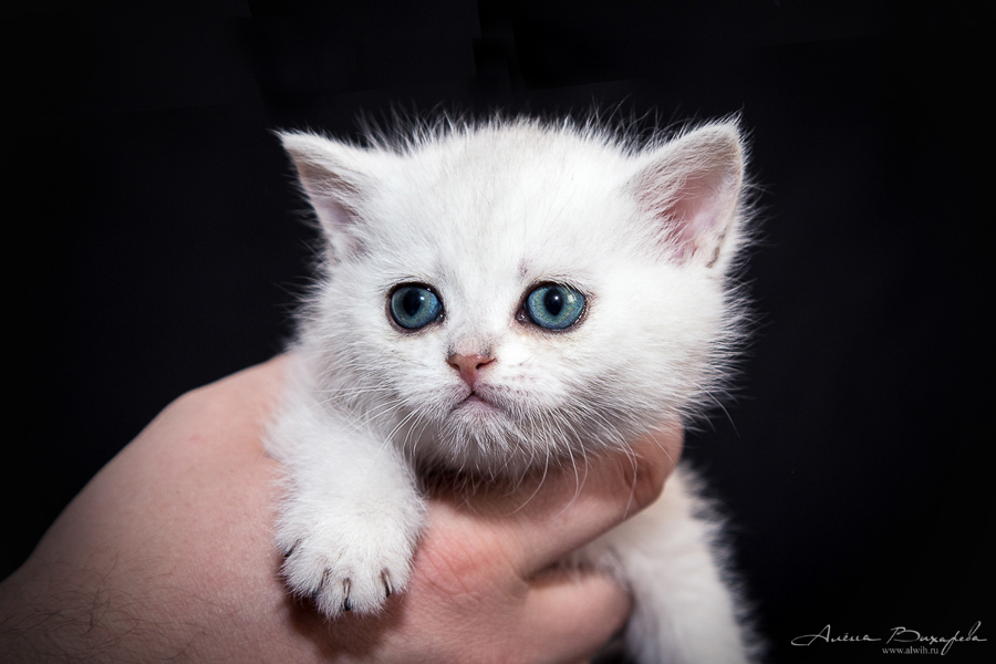 фотографии котят и кошек