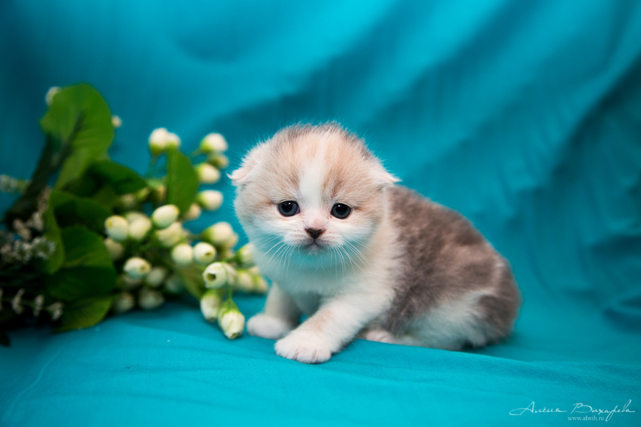 фотографии котят и кошек