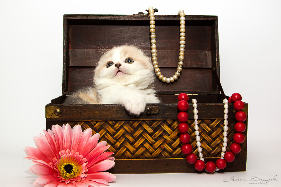 фотографии котят и кошек