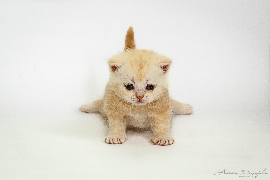 фотографии котят и кошек