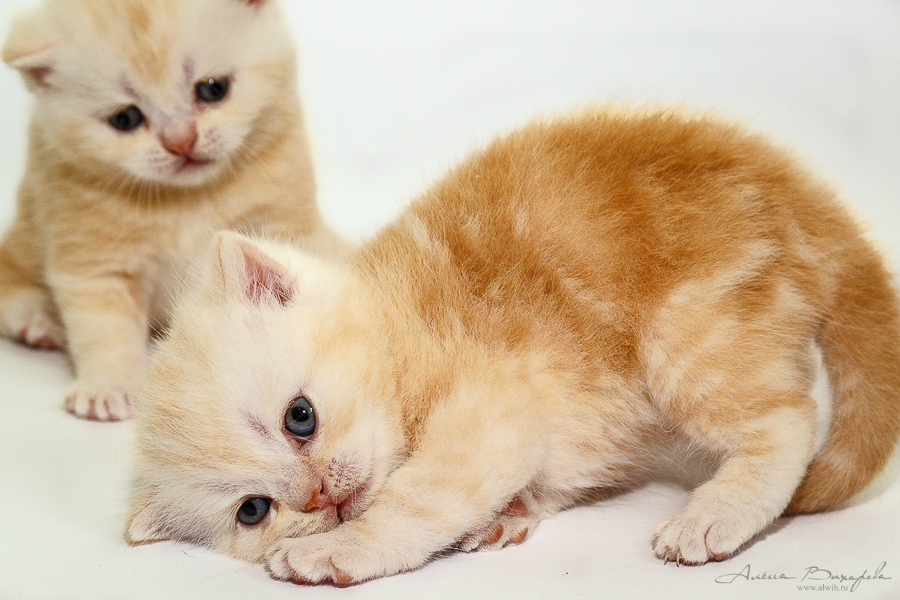 фотографии котят и кошек