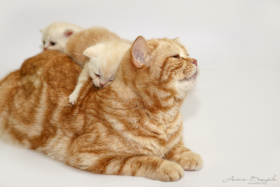 фотографии котят и кошек