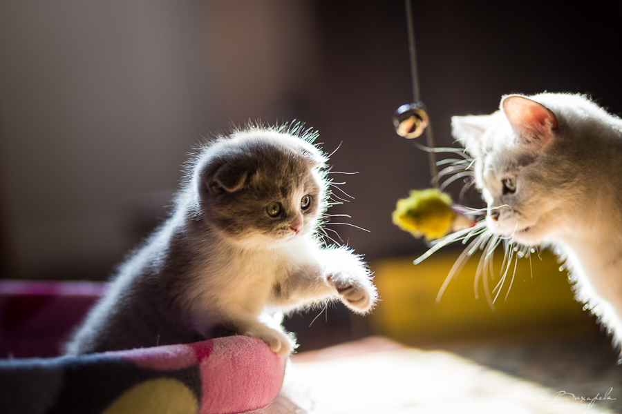 фотографии котят и кошек