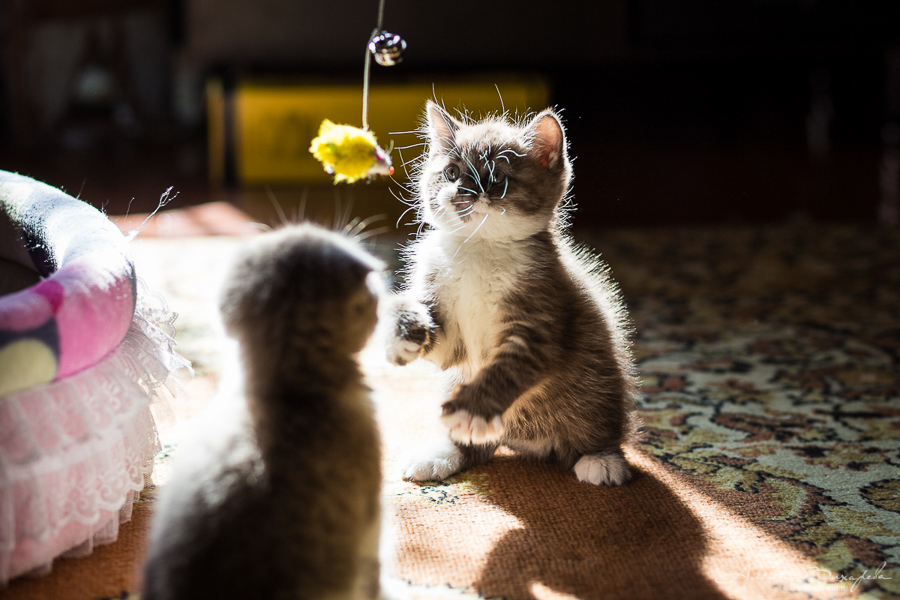 фотографии котят и кошек