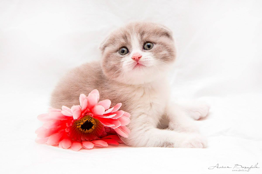 Фотографии котят и кошек