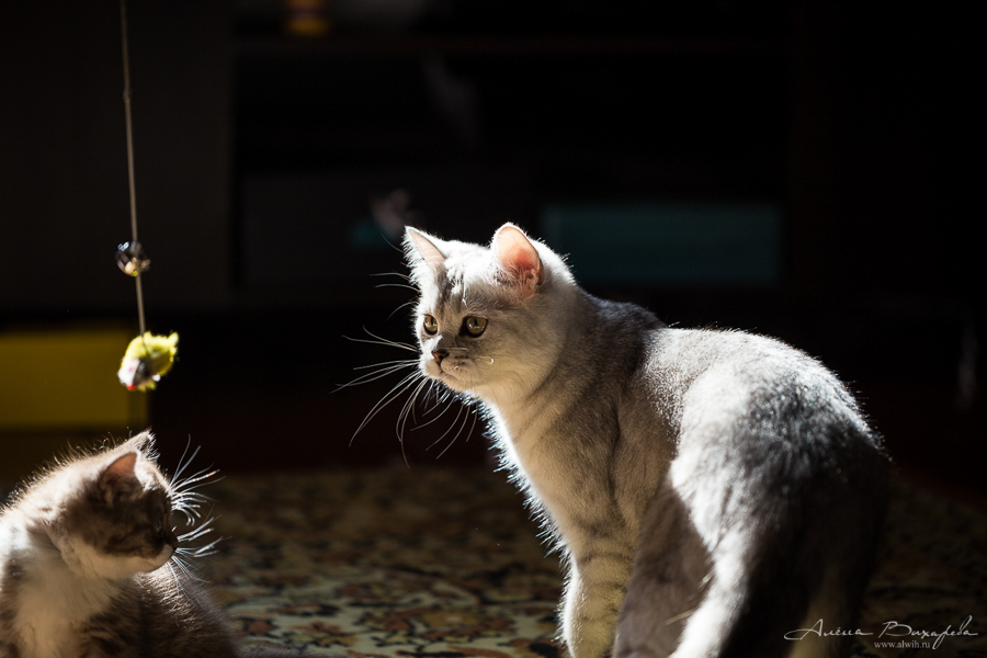 фотографии котят и кошек