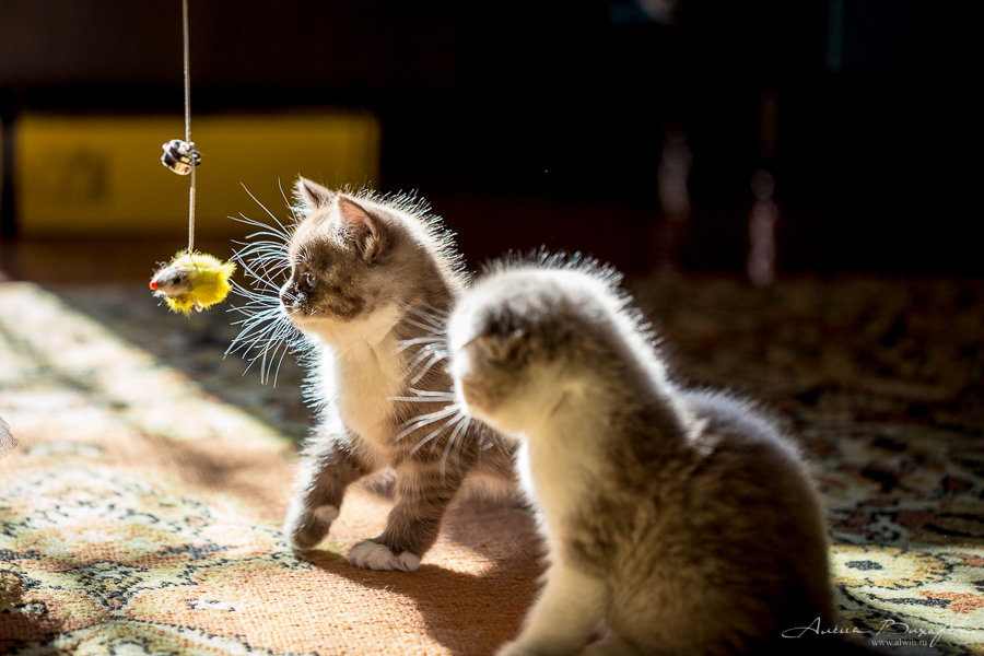 фотографии котят и кошек
