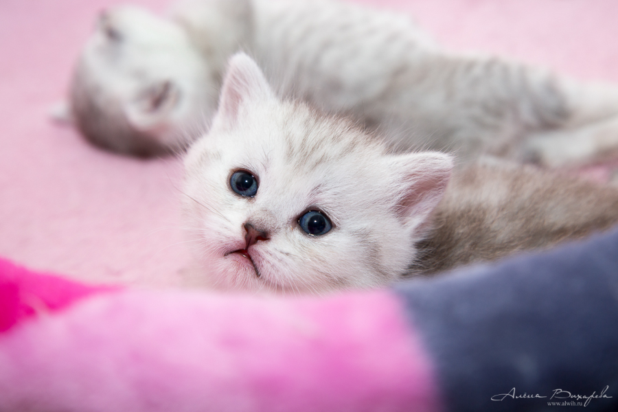 фотографии котят и кошек
