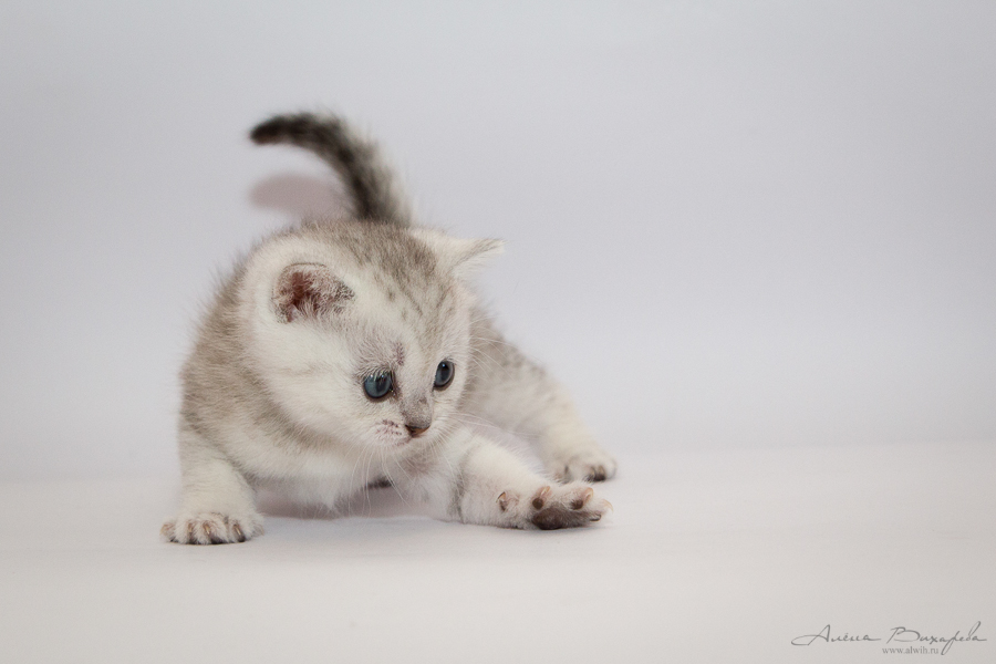 фотографии котят и кошек