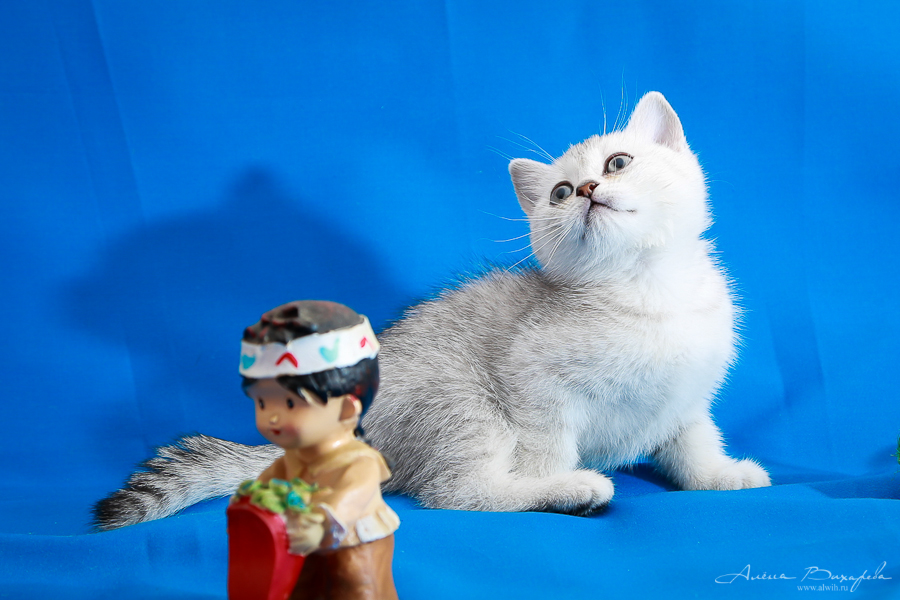 фотографии котят и кошек