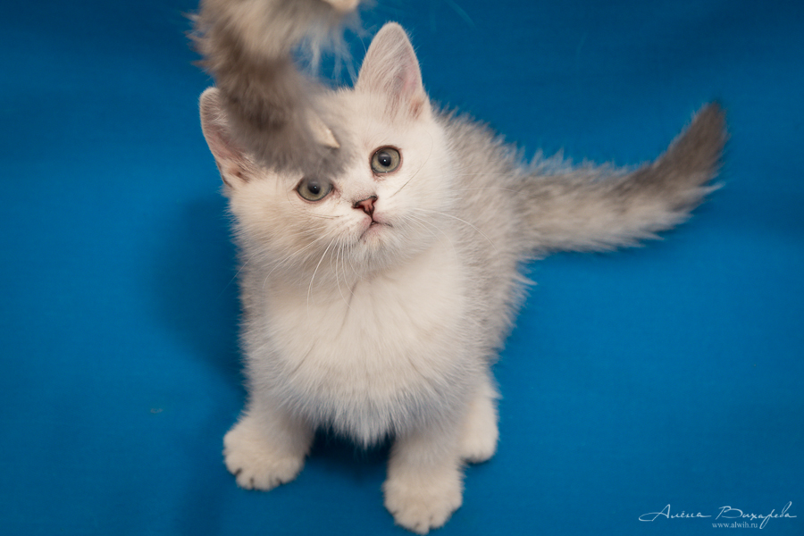 фотографии котят и кошек