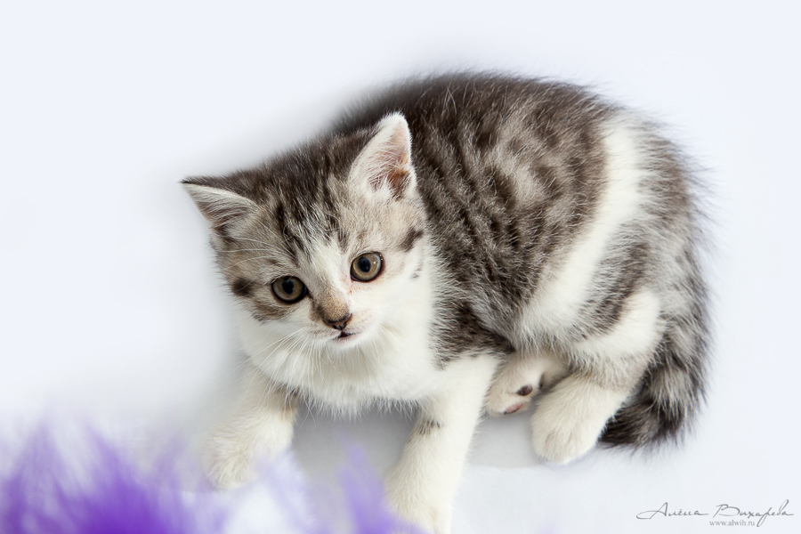 фотографии котят и кошек