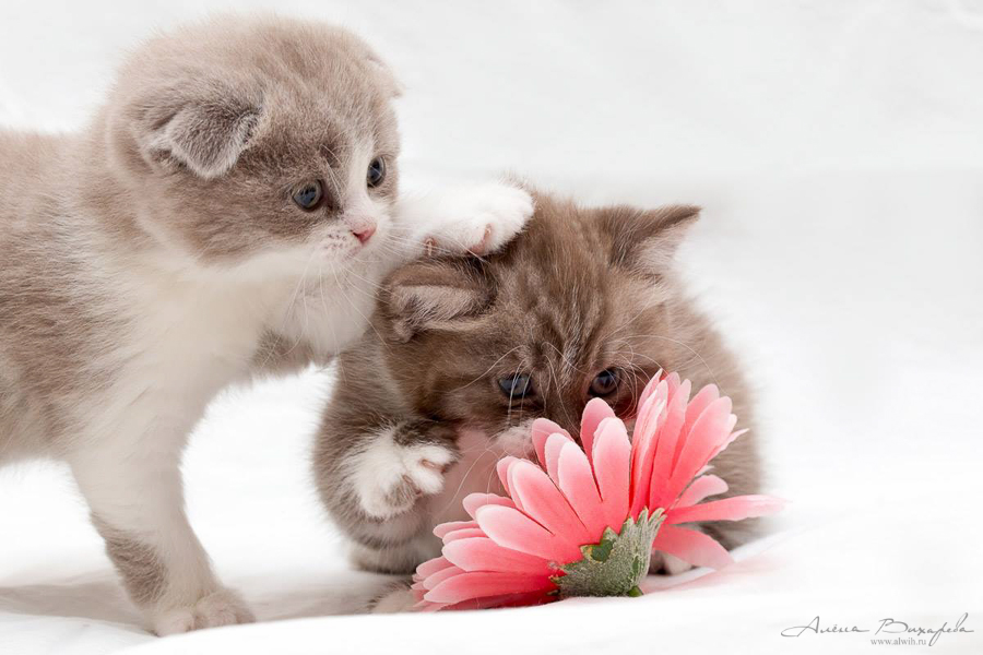 Фотографии котят и кошек
