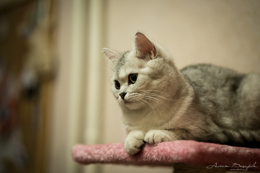 фотографии котят и кошек