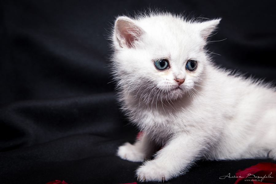 фотографии котят и кошек