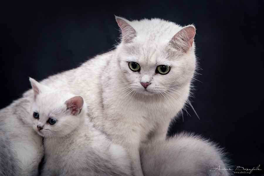 фотографии котят и кошек