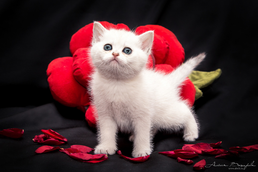 фотографии котят и кошек