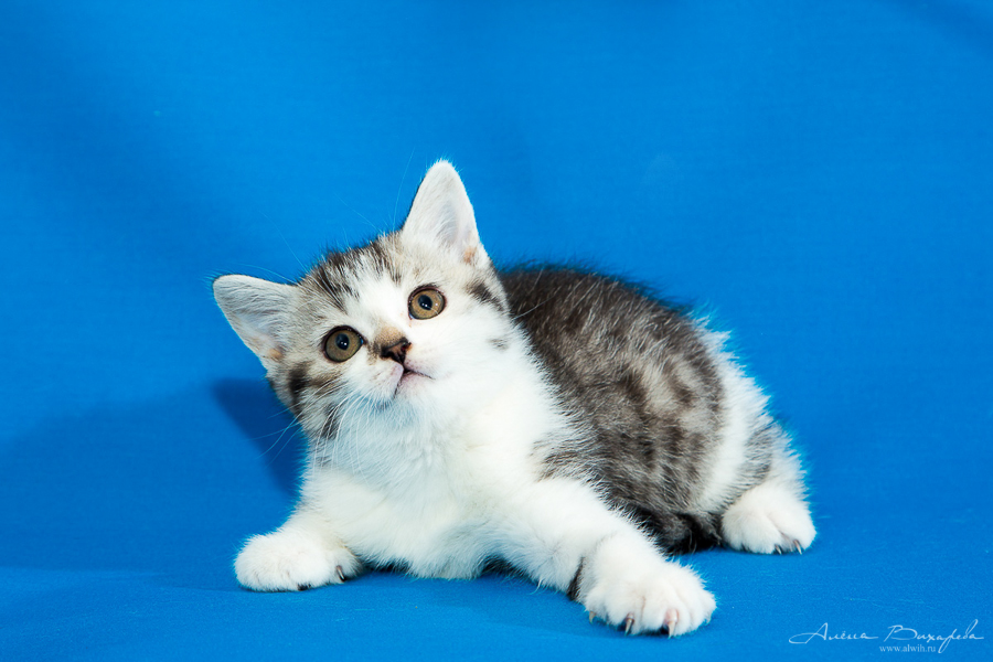 фотографии котят и кошек