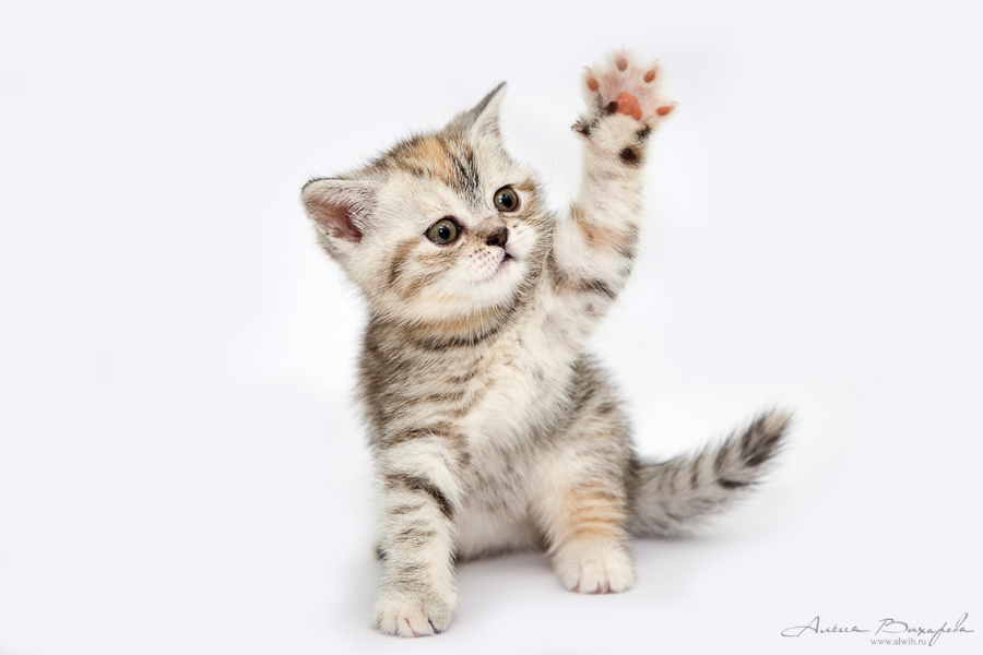фотографии котят и кошек