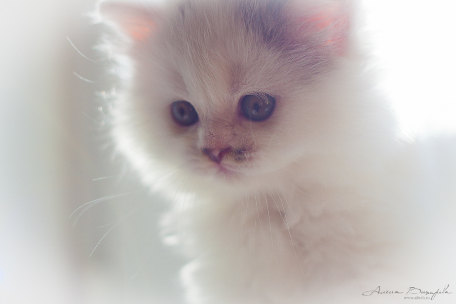фотографии котят и кошек