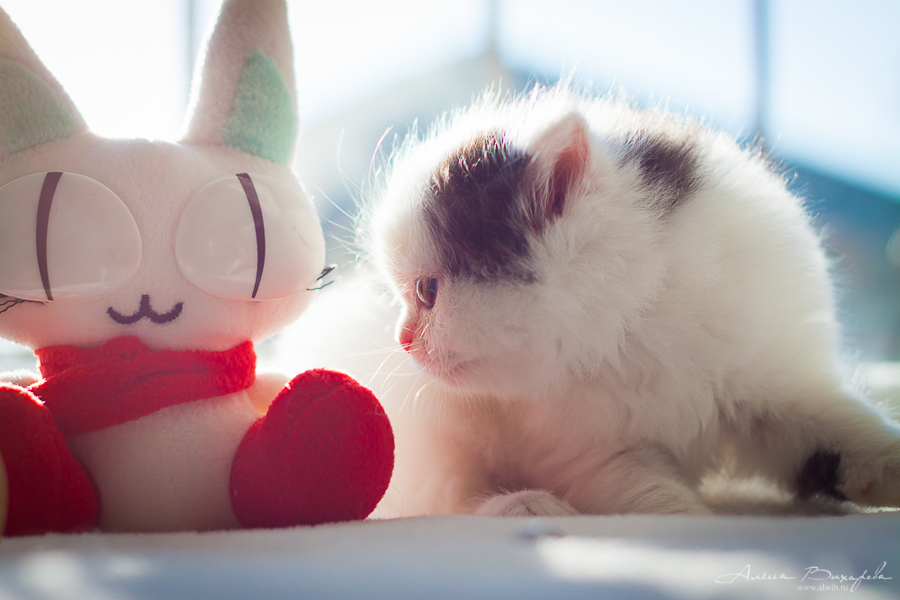 фотографии котят и кошек