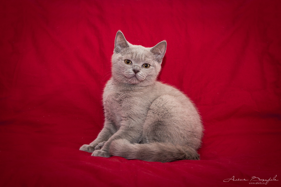 фотографии котят и кошек