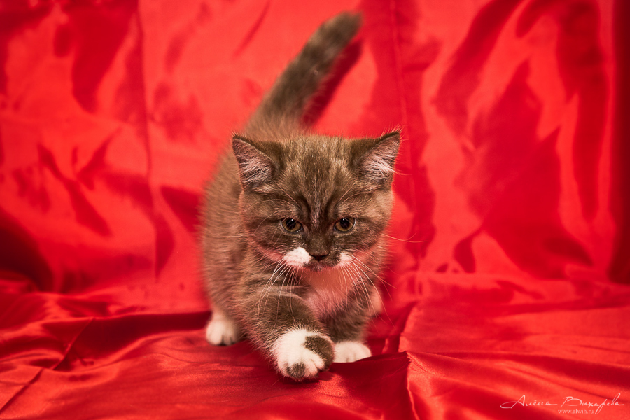 Фотографии котят и кошек