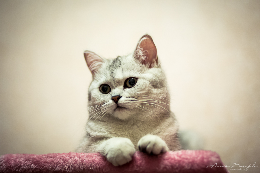 фотографии котят и кошек