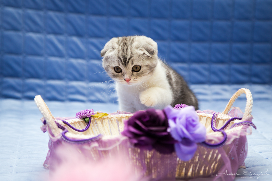 фотографии котят и кошек