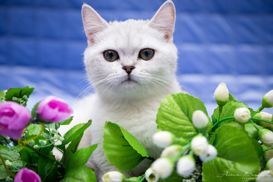 фотографии котят и кошек