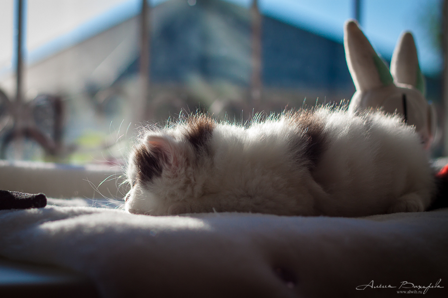 фотографии котят и кошек