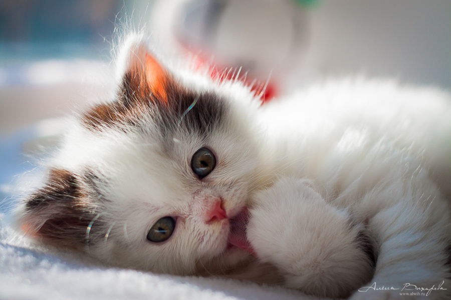 фотографии котят и кошек