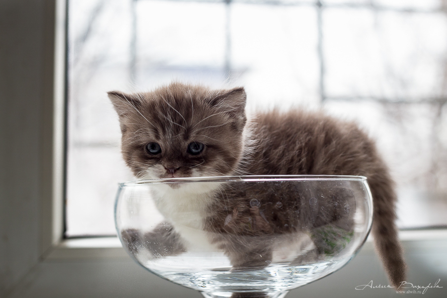 Фотографии котят и кошек