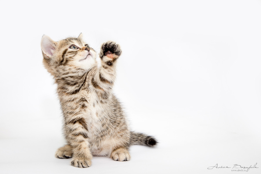 Фотографии котят и кошек