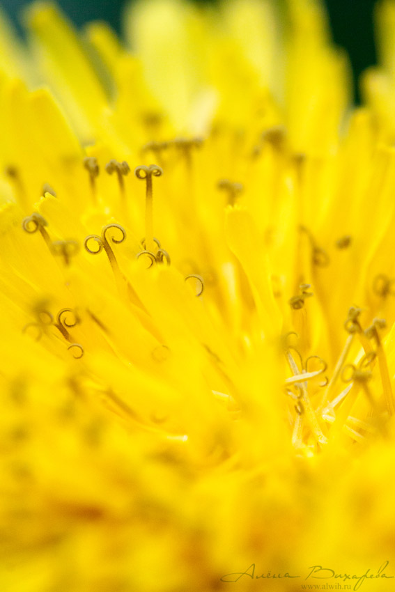 Одуванчик объектив CANON EF 100mm f/2.8L Macro IS USM