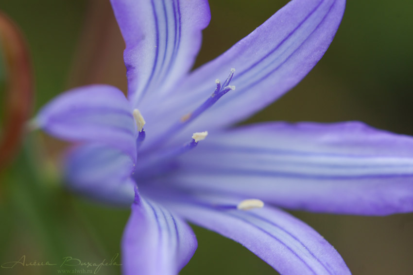 Цветок колокольчик объектив CANON EF 100mm f/2.8L Macro IS USM