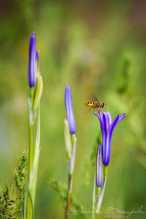 Цветок колокольчик объектив CANON EF 100mm f/2.8L Macro IS USM