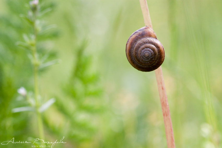 Улитка объектив CANON EF 100mm f/2.8L Macro IS USM