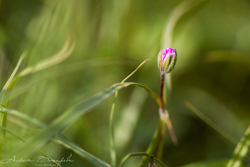 Весенний цветок объектив CANON EF 100mm f/2.8L Macro IS USM