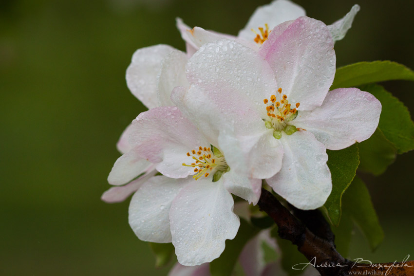 Цветок яблони объектив CANON EF 100mm f/2.8L Macro IS USM