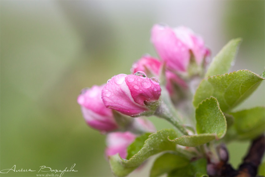 Цветок яблони объектив CANON EF 100mm f/2.8L Macro IS USM