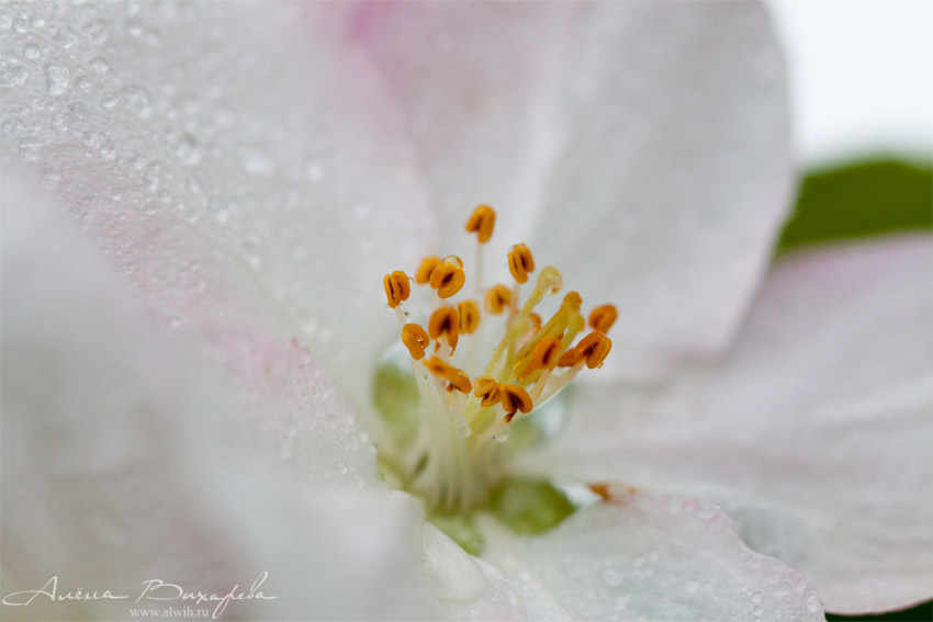 Цветок яблони объектив CANON EF 100mm f/2.8L Macro IS USM