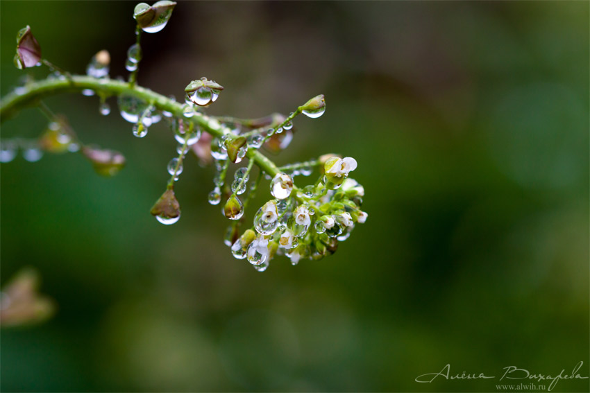 Пастушья сумка объектив CANON EF 100mm f/2.8L Macro IS USM