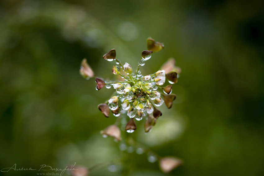 Пастушья сумка объектив CANON EF 100mm f/2.8L Macro IS USM