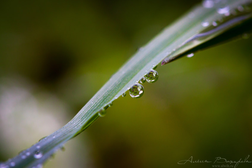 Капли дождя объектив CANON EF 100mm f/2.8L Macro IS USM
